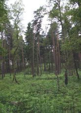 Wald-1.jpg